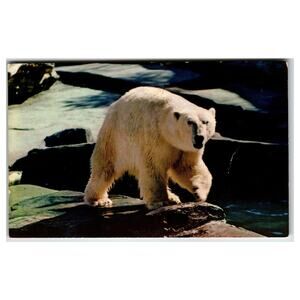 Vintage Chrome Postcard AN ALASKAN POLAR BEAR Wildlife Mike Roberts C.P